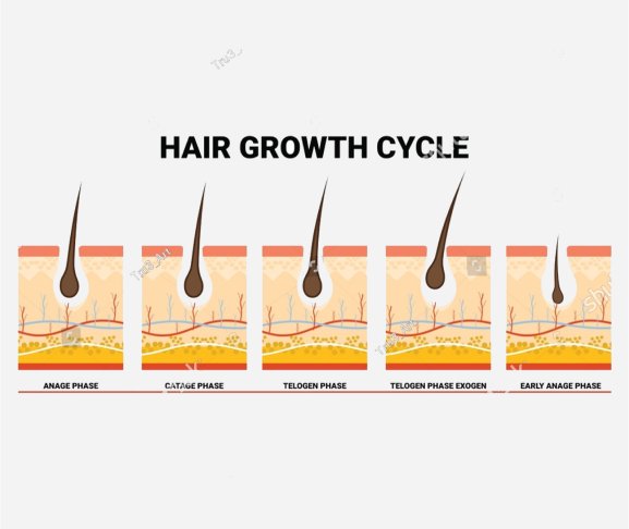 best natural hair loss treatment for male